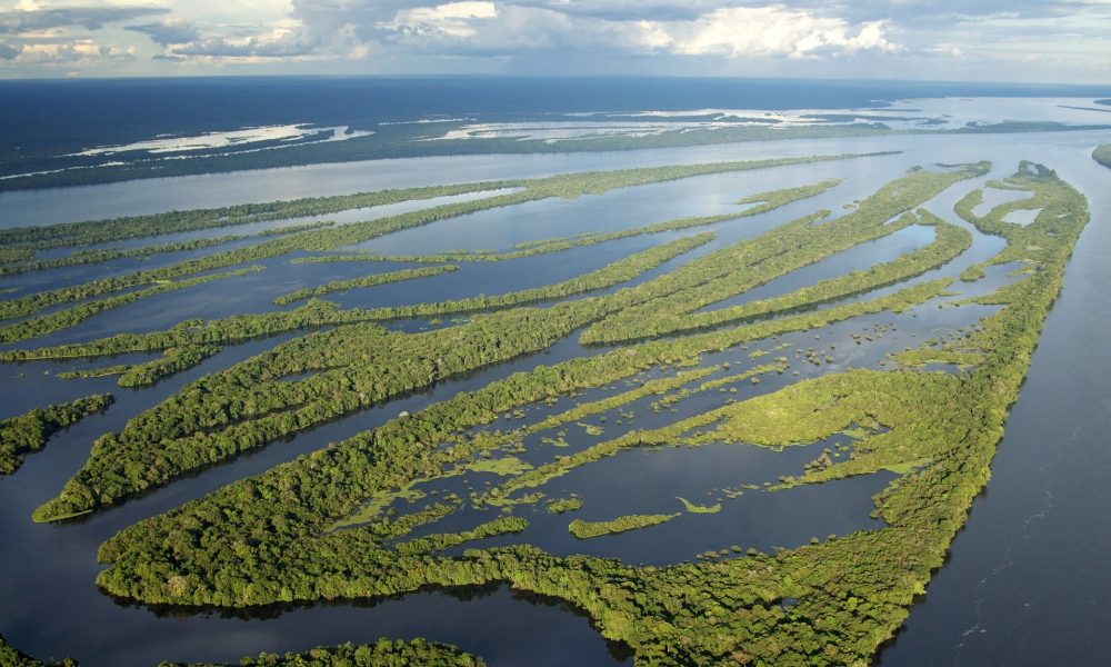 Padurea Amazoniana De la plaman verde la sursa de carbon
