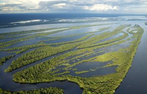 Padurea Amazoniana De la plaman verde la sursa de carbon