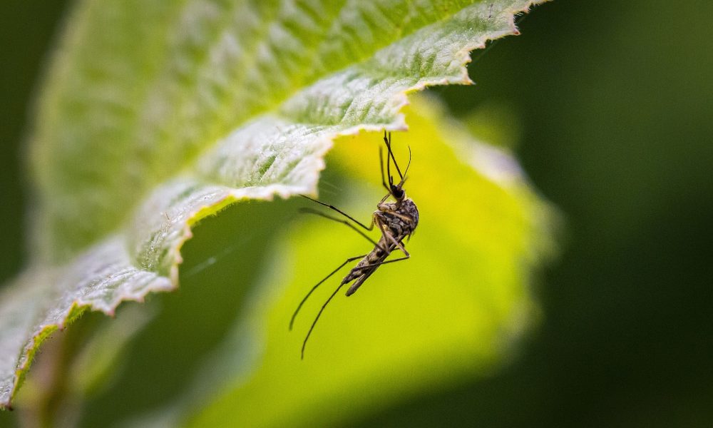 Imagine a unui tantar pe o frunza in natura. Virusul West Nile