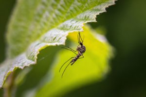 Imagine a unui tantar pe o frunza in natura. Virusul West Nile