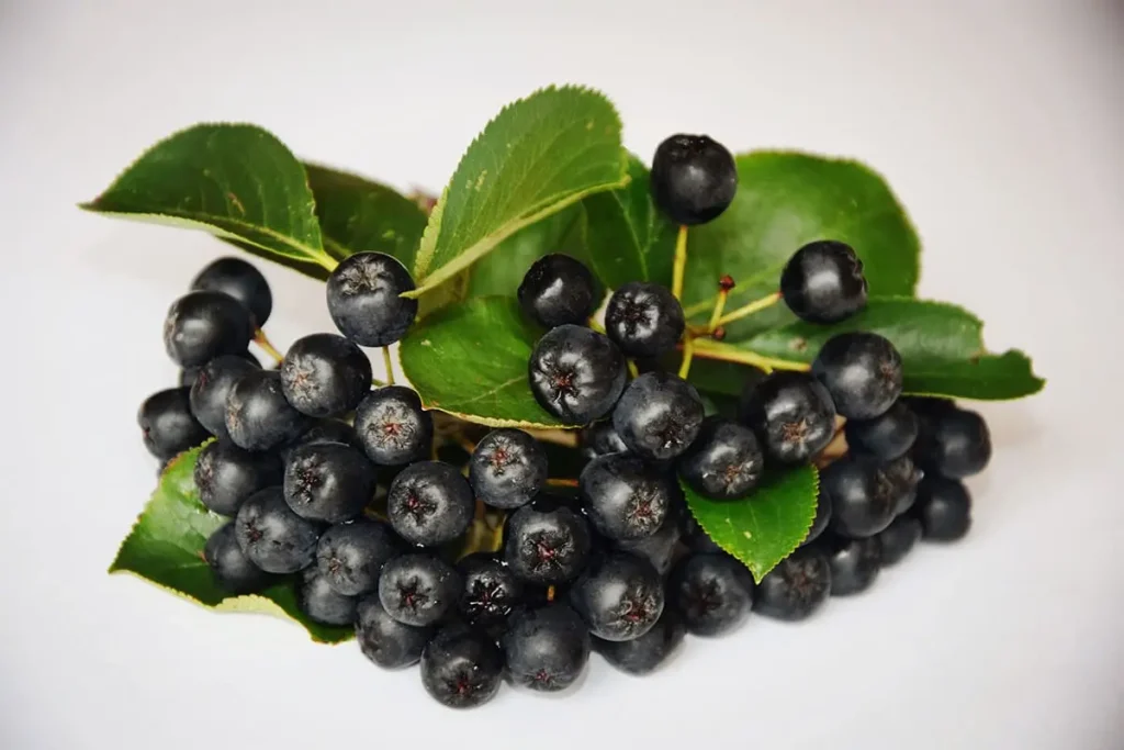 Aronia beneficii, proprietăți, contraindicații și mod de consum